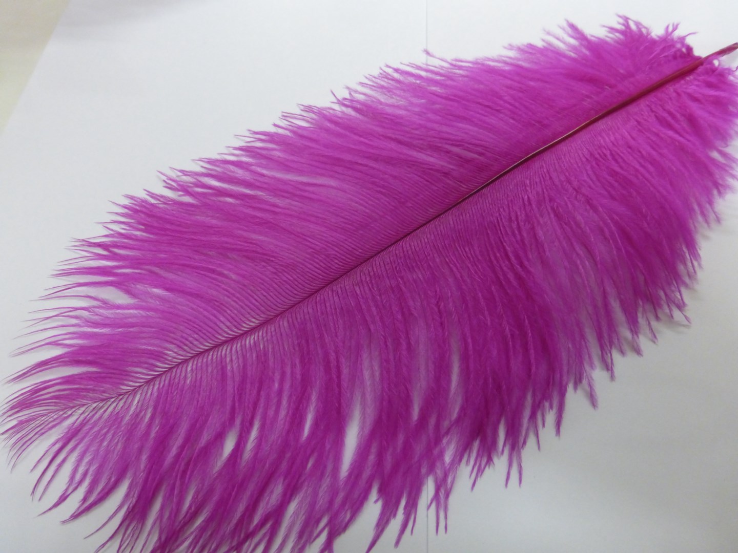 Ostrich Feather Large 