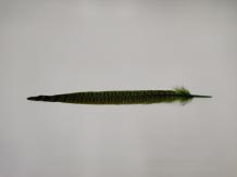 Pheasant Tail Olive 25 cm