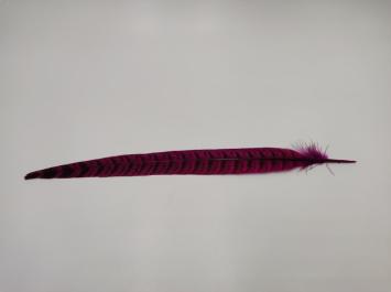 Pheasant Tail Fuchsia 25 cm